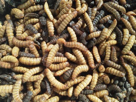 larvas de mosca